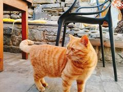 -喵屿·大理花园猫咖