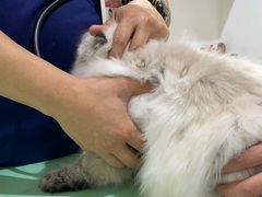 -艾贝尔宠物医院·24H转诊中心·肿瘤猫专科(江宁双龙店)