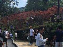 -广州市帽峰山景区