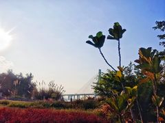 -芒洲湿地公园