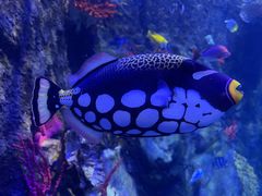 -太平洋海底世界