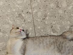 -米乐乖乖猫咪咖啡馆·猫咖(深圳湾后海汇店)