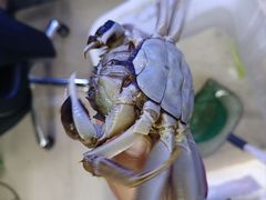 -祥鹤龙虾螃蟹