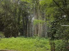-丰依竹食·老牌竹筒饭
