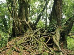 -云南屏边大围山国家公园