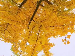 -世园罗曼小镇