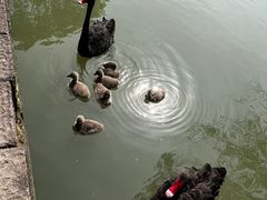 -长兴太湖图影湿地文化园