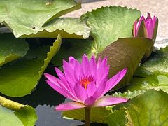 -三亚南山文化旅游区