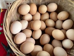 -马陆小张葡萄园农家乐