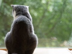 -猫和宫(六道口店)