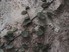-杭州黄龙洞