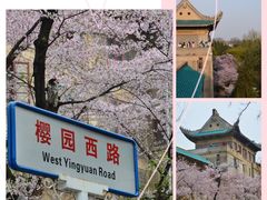 -武汉大学-樱园