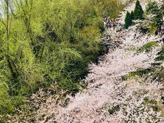 -武汉大学-樱园