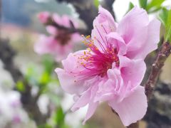 -南国桃园旅游度假区