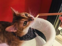 -猫色咖啡·猫咖