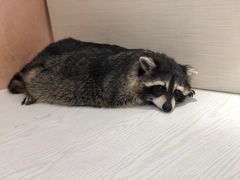 -浣熊柯尔鸭土拨鼠·电玩咖