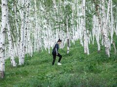 -乌兰布统景区-白桦林