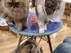 -滚猫咖啡·猫咖·猫友好撸猫(未来城店)