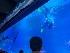 -烟台海昌鲸鲨海洋公园