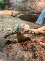 -Zoolung Zoolung动物主题公园(海信广场店)