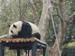 -成都动物园