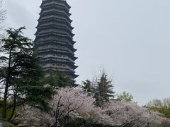 -红梅公园