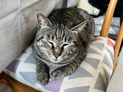 -海边的猫和咖啡馆
