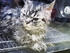 -PETKIT小佩宠物·低压洗护(国顺东路店)