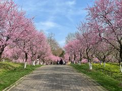 -上海海湾国家森林公园