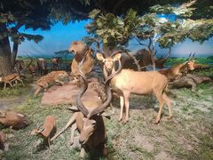 -国家自然博物馆