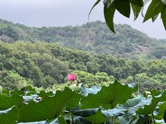 -杭州香格里拉·香宫中餐厅