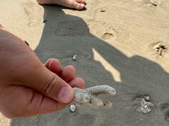 -东郊椰林