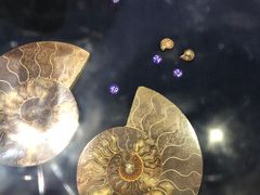 -青岛贝壳博物馆