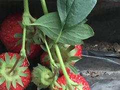 -大自然农场蔬菜草莓采摘园