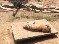 -大连森林动物园