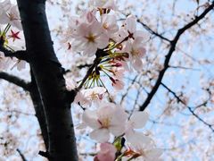 -高东镇樱花园