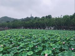 -星巴克(西湖天地店)