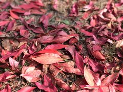 -兴福老面馆(寺路街店)