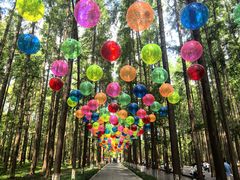 -黄海国家森林公园