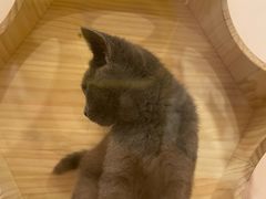 -猫咪派对(江南西店)