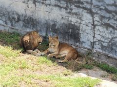-西霞口神雕山野生动物世界