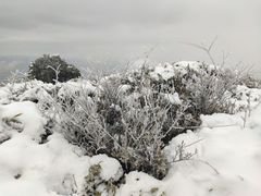 -武陵山森林公园