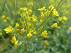 -光明小镇欢乐田园