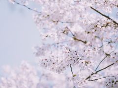 -南汇桃花村