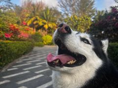 -FAELING PETS美天灵宠物(富力广场店)