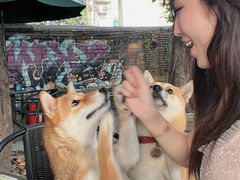-柴犬高等学院·狗咖·柴犬售卖·宠物训练