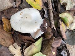 -白草畔自然风景区