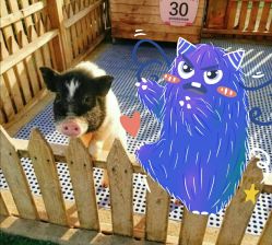 点击看大图 -萌宠亲子动物乐园(槐房万达店)