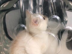 -爱侣宠医·鹦鹉专科·小型哺乳类·异宠专科(灵石路店)