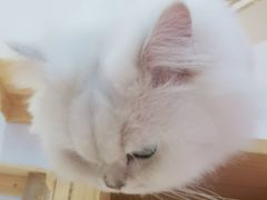 -爪爪喵星球·猫舍(前海卓越店)